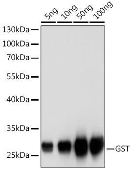 Rabbit anti GST-Tag Polyclonal Antibody (CABE006)