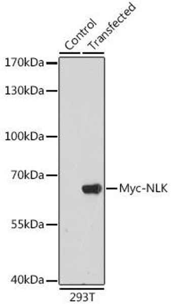 Anti-Rabbit anti Myc-Tag Polyclonal Antibody-C-terminal (CABE009)