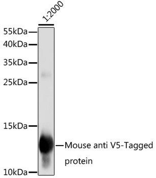 Anti-Mouse anti V5-Tag Monoclonal Antibody (CABE017)