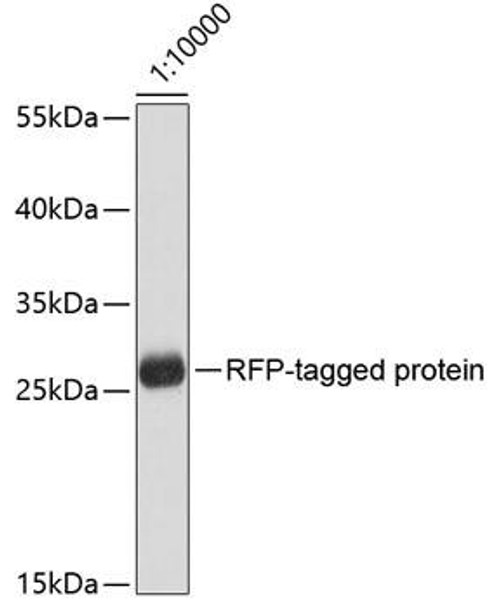 Anti-Mouse anti RFP-Tag Monoclonal Antibody (CABE020)