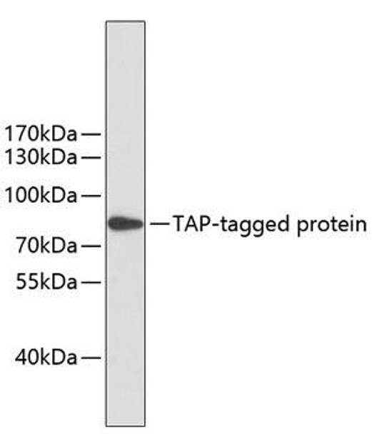 Anti-Mouse anti TAP-Tag Monoclonal Antibody (CABE021)