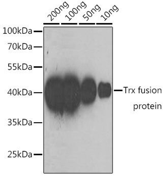 Anti-Mouse anti Trx-Tag Monoclonal Antibody (CABE023)