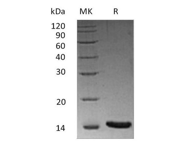 Activin A/INHBA Recombinant Protein (RPES0228)