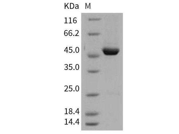 Mouse KYNU/Kynureninase Recombinant Protein (RPES2982)