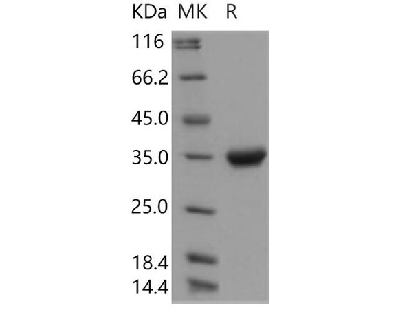 Human IgG4-Fc Recombinant Protein (108 Ser/Pro) (RPES4834)