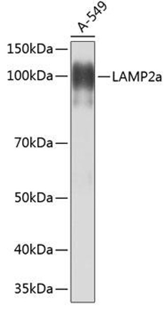 Anti-LAMP2a Antibody (CAB0593)