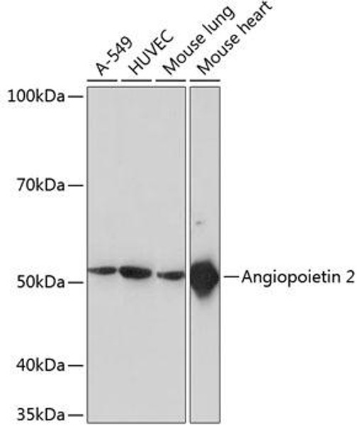 Anti-ANGPT2 Antibody (CAB11306)