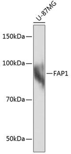 Anti-FAP1 Antibody (CAB11572)