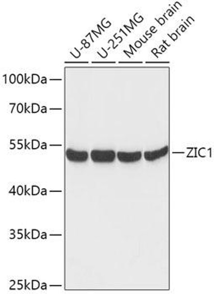 Anti-ZIC1 Antibody (CAB17547)