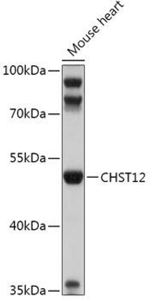 Anti-CHST12 Antibody (CAB17721)