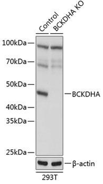 Anti-BCKDHA Antibody (CAB19962)[KO Validated]