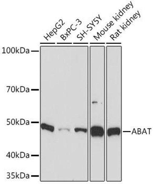 Anti-ABAT Antibody (CAB9146)