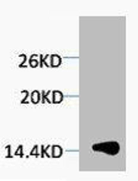 Tri-Methyl-Histone H1 (Lys25) Antibody (PACO00182)