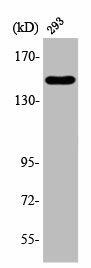 ANKRD30A Antibody (PACO00394)