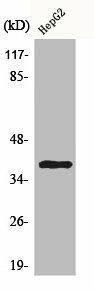 CCRL2 Antibody (PACO00545)
