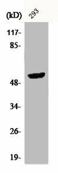 CPA5 Antibody (PACO00633)