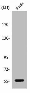 CYP2S1 Antibody (PACO00667)
