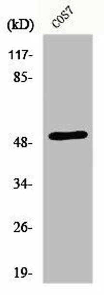 EDNRA Antibody (PACO00781)