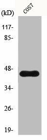 CYTH3 Antibody (PACO00889)