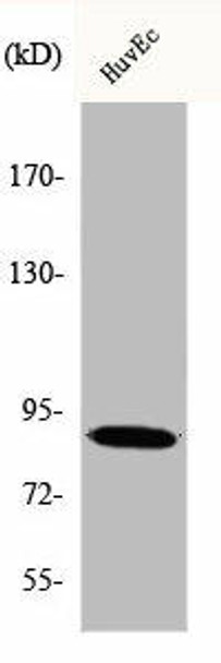 PNPLA8 Antibody (PACO00978)