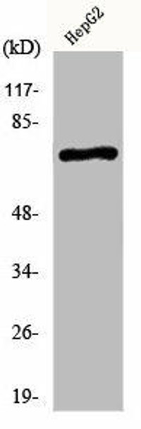 KCNC2 Antibody (PACO01007)