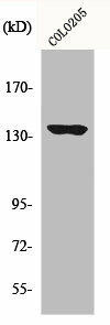 MN1 Antibody (PACO01075)