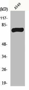 MPHOSPH9 Antibody (PACO01081)