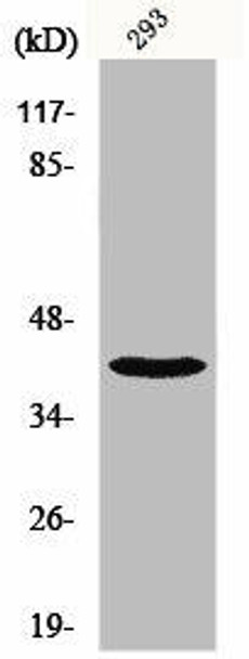 NBPF1/NBPF9/NBPF10/NBPF12/NBPF14/NBPF15/NBPF16/NBPF20 Antibody (PACO01141)