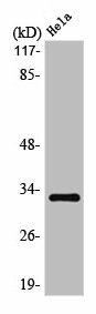 OR10AD1 Antibody (PACO01201)