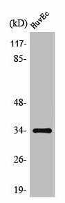 OR10G2 Antibody (PACO01203)