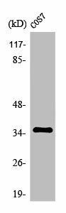 OR10S1 Antibody (PACO01209)