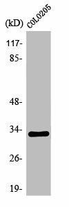OR1B1 Antibody (PACO01214)