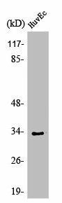 OR1L6 Antibody (PACO01216)