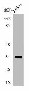 OR4D1 Antibody (PACO01233)