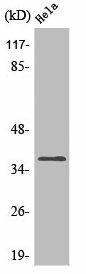 OR4Q3 Antibody (PACO01237)