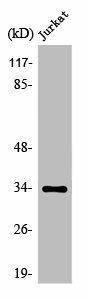 OR51D1 Antibody (PACO01238)