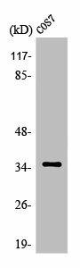 OR52E1 Antibody (PACO01241)