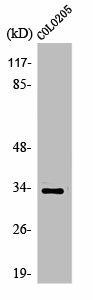 OR56B4 Antibody (PACO01247)