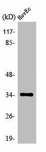 OR5AK3P Antibody (PACO01248)