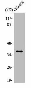 OR5K1 Antibody (PACO01251)