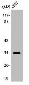 OR7A10 Antibody (PACO01258)
