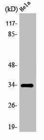 OR7C1 Antibody (PACO01259)