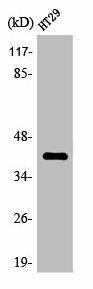 OR8S1 Antibody (PACO01263)