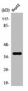 TAS2R39 Antibody (PACO01574)