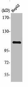 GTF3C2 Antibody (PACO01613)