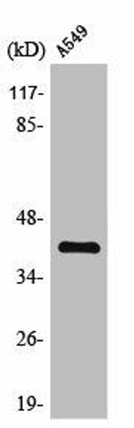 ZFP36L2 Antibody (PACO01632)