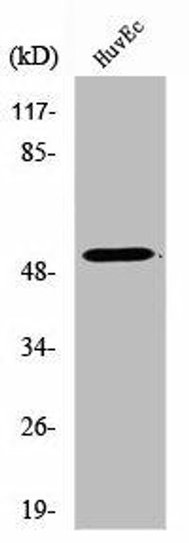 TUBA3C/TUBA3E Antibody (PACO01664)