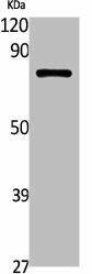 SLC6A17 Antibody (PACO01815)