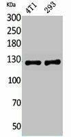 ITGAD Antibody (PACO02135)