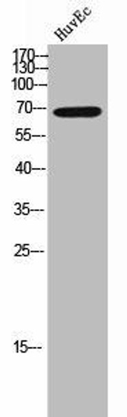SH2B2 Antibody (PACO02342)